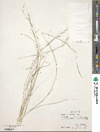 Aristida purpurea image