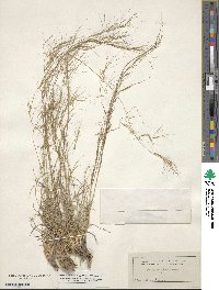 Aristida purpurea image