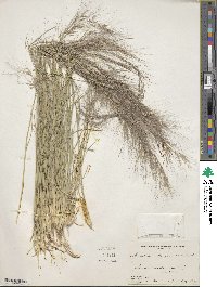 Aristida purpurea image