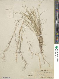 Aristida purpurea image