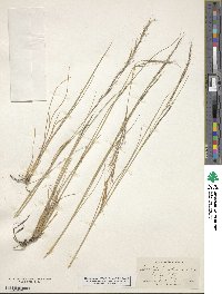 Aristida purpurea image