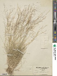 Aristida purpurea image