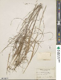 Image of Aristida purpurascens