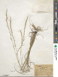 Aristida purpurascens image