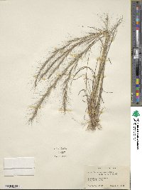 Aristida purpurascens image