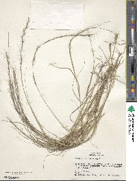 Aristida purpurascens image