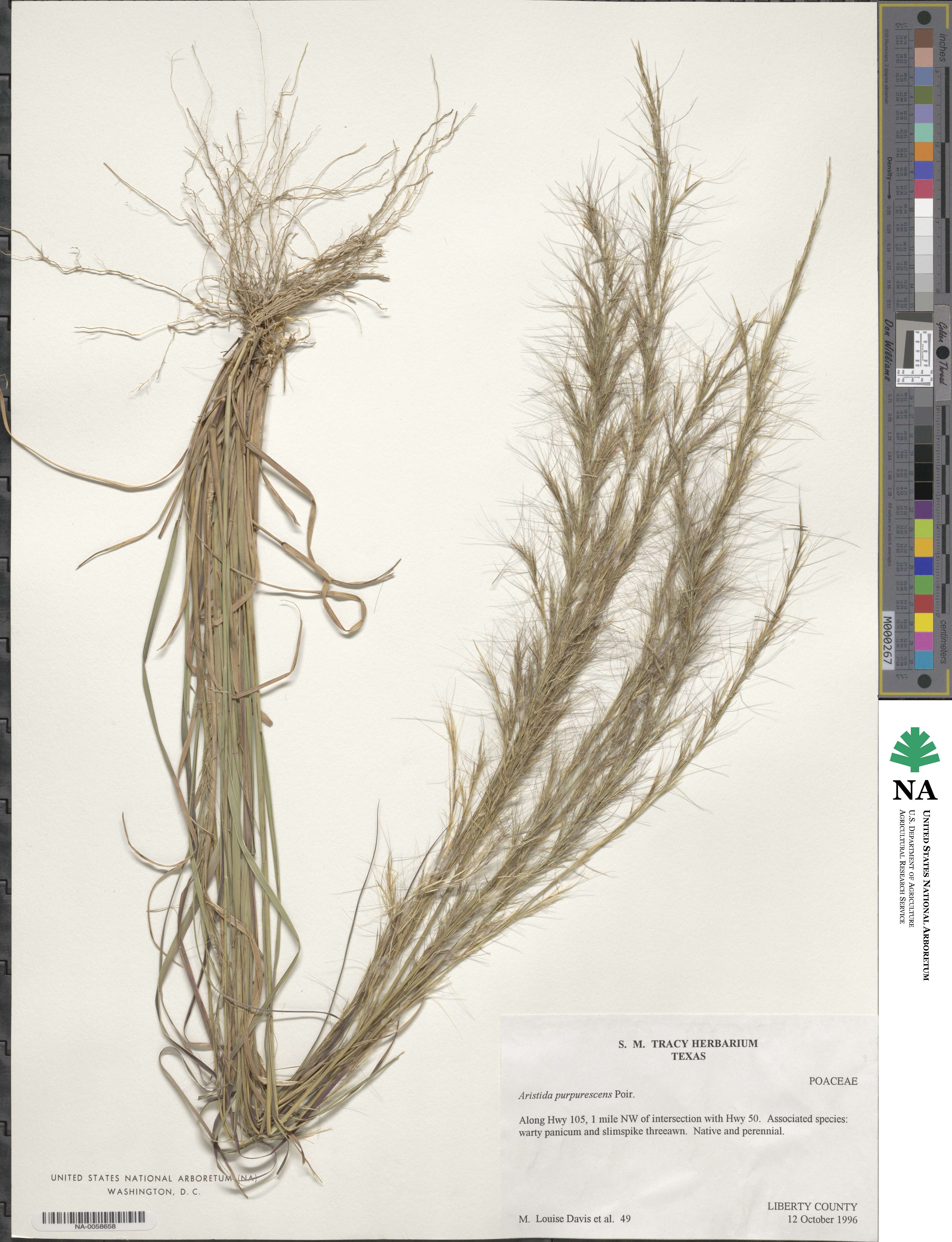 Aristida purpurascens image