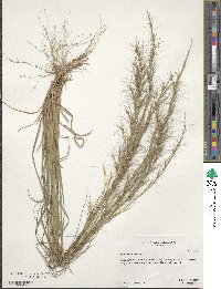 Aristida purpurascens image