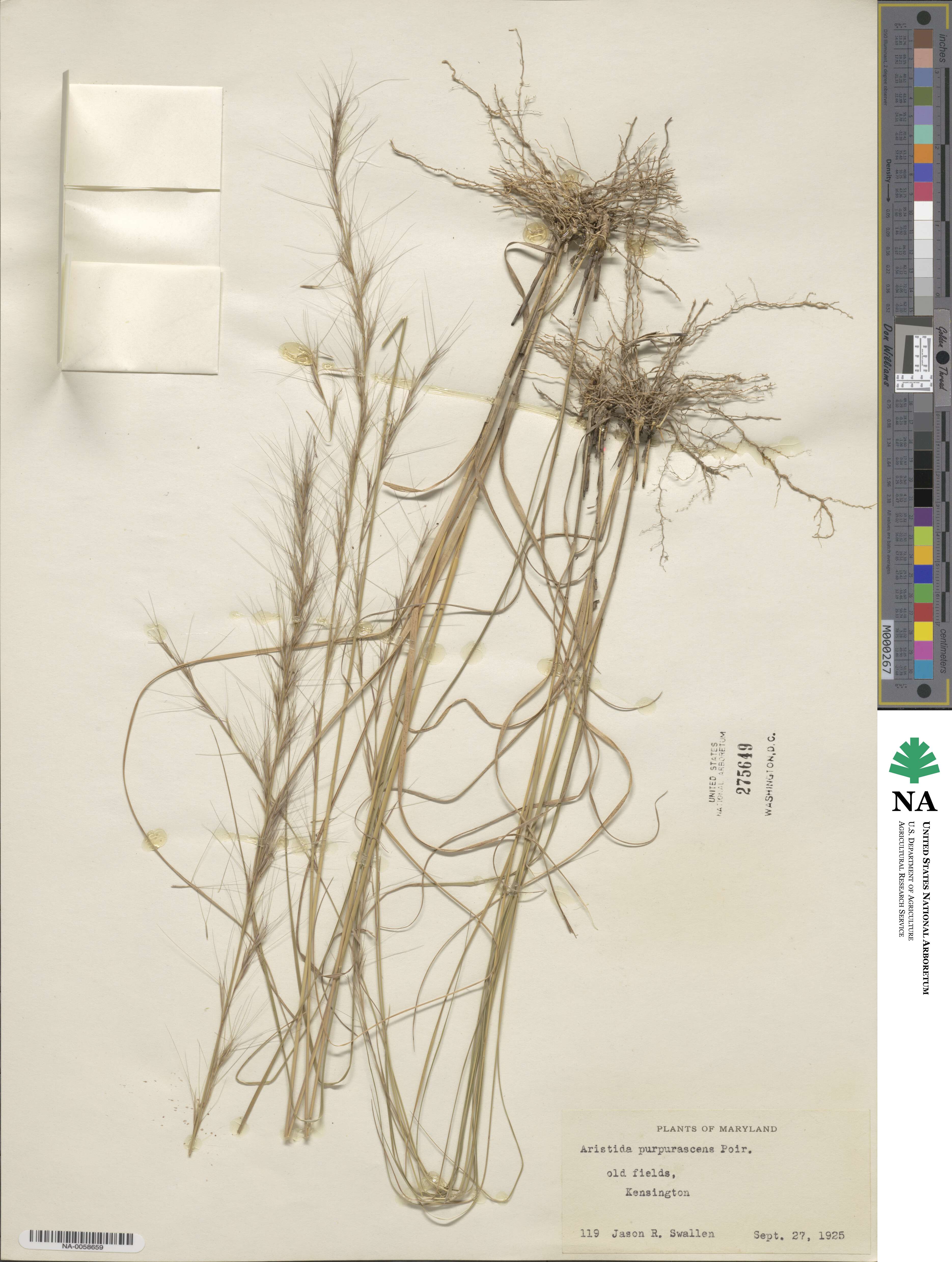 Aristida purpurascens image