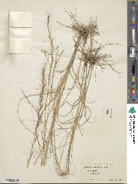 Aristida purpurascens image