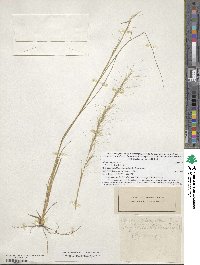 Aristida purpurascens image