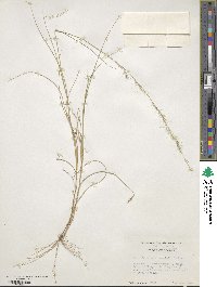 Aristida purpurascens image