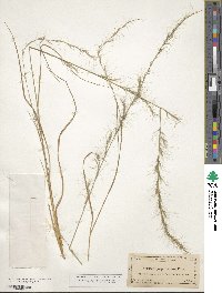 Aristida purpurascens image