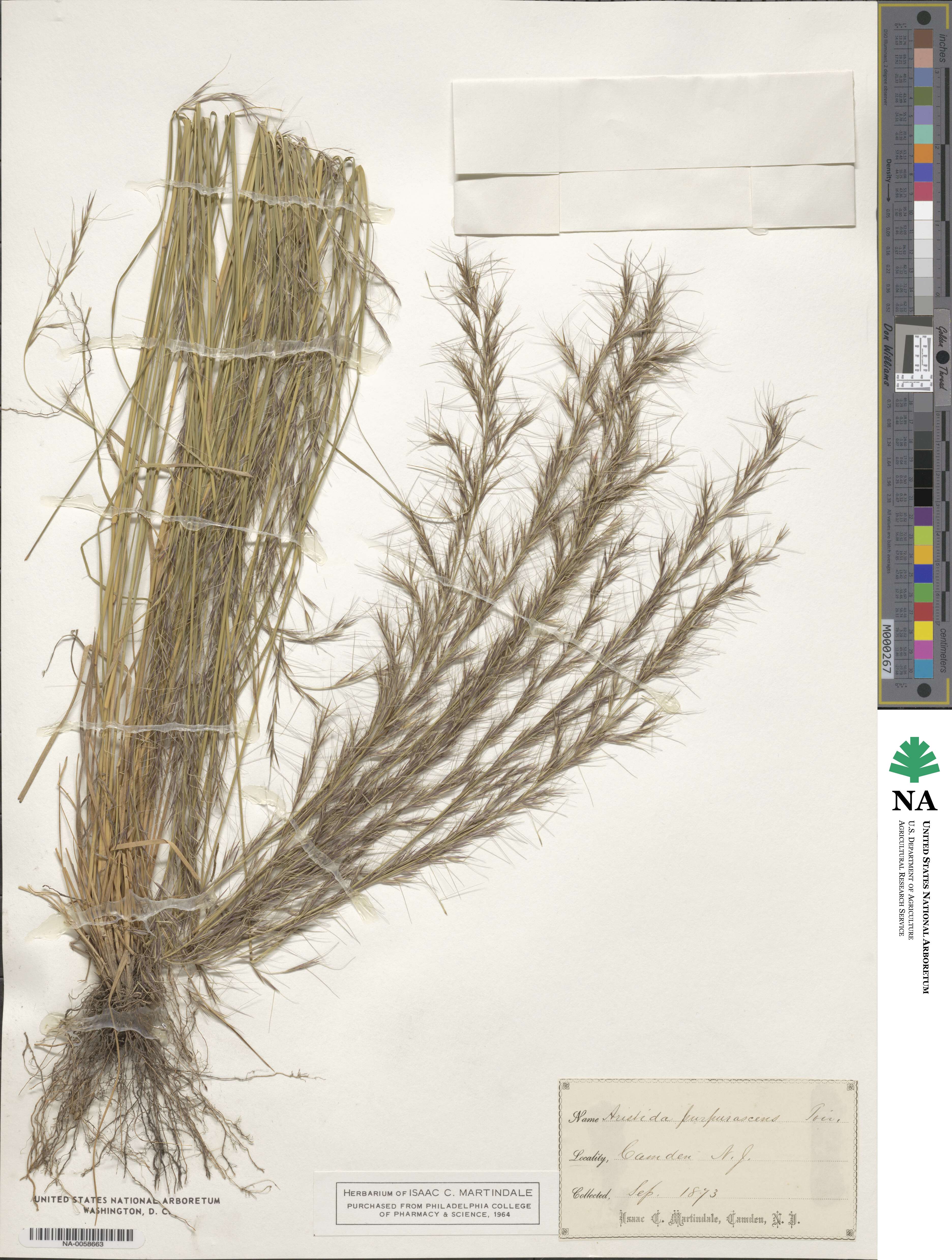 Aristida purpurascens image