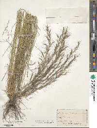 Aristida purpurascens image