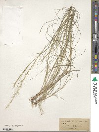 Aristida purpurascens image