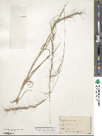 Aristida purpurascens image