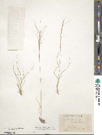 Aristida purpurea image