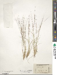 Aristida fendleriana image