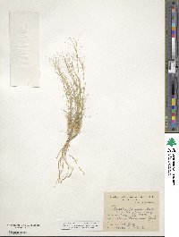 Aristida fendleriana image