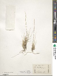 Aristida fendleriana image