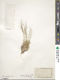 Aristida fendleriana image