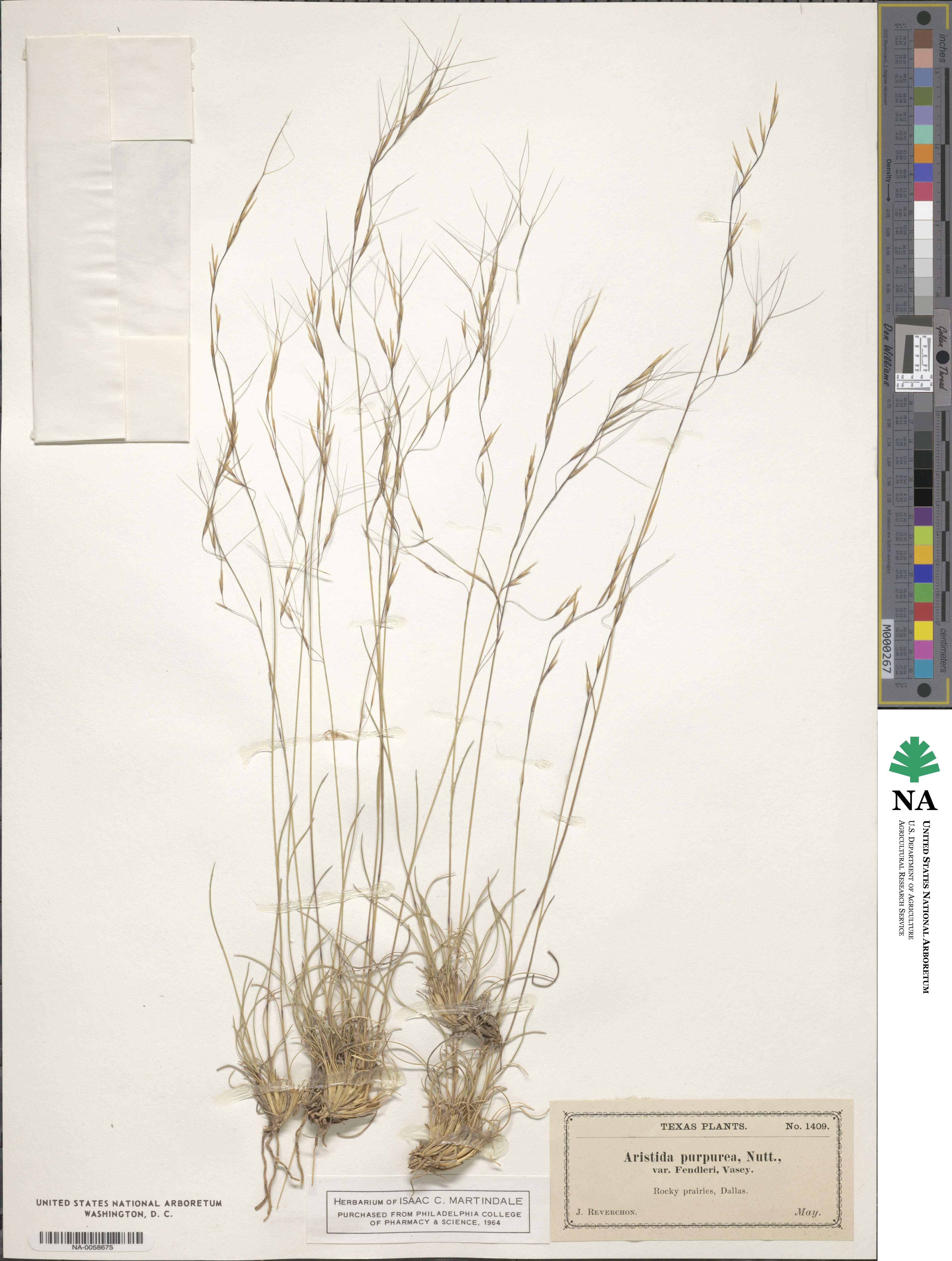 Aristida fendleriana image