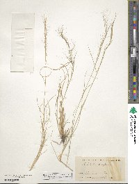 Aristida purpurea image