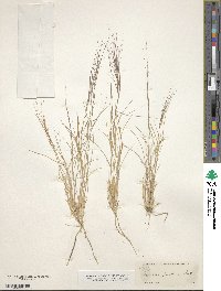 Aristida purpurea image