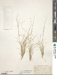 Aristida purpurea image