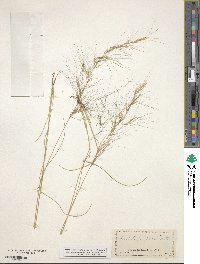 Aristida purpurea image