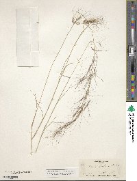 Aristida purpurea image