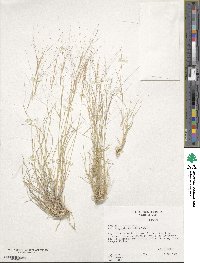 Aristida longiseta image