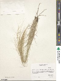 Aristida longiseta image