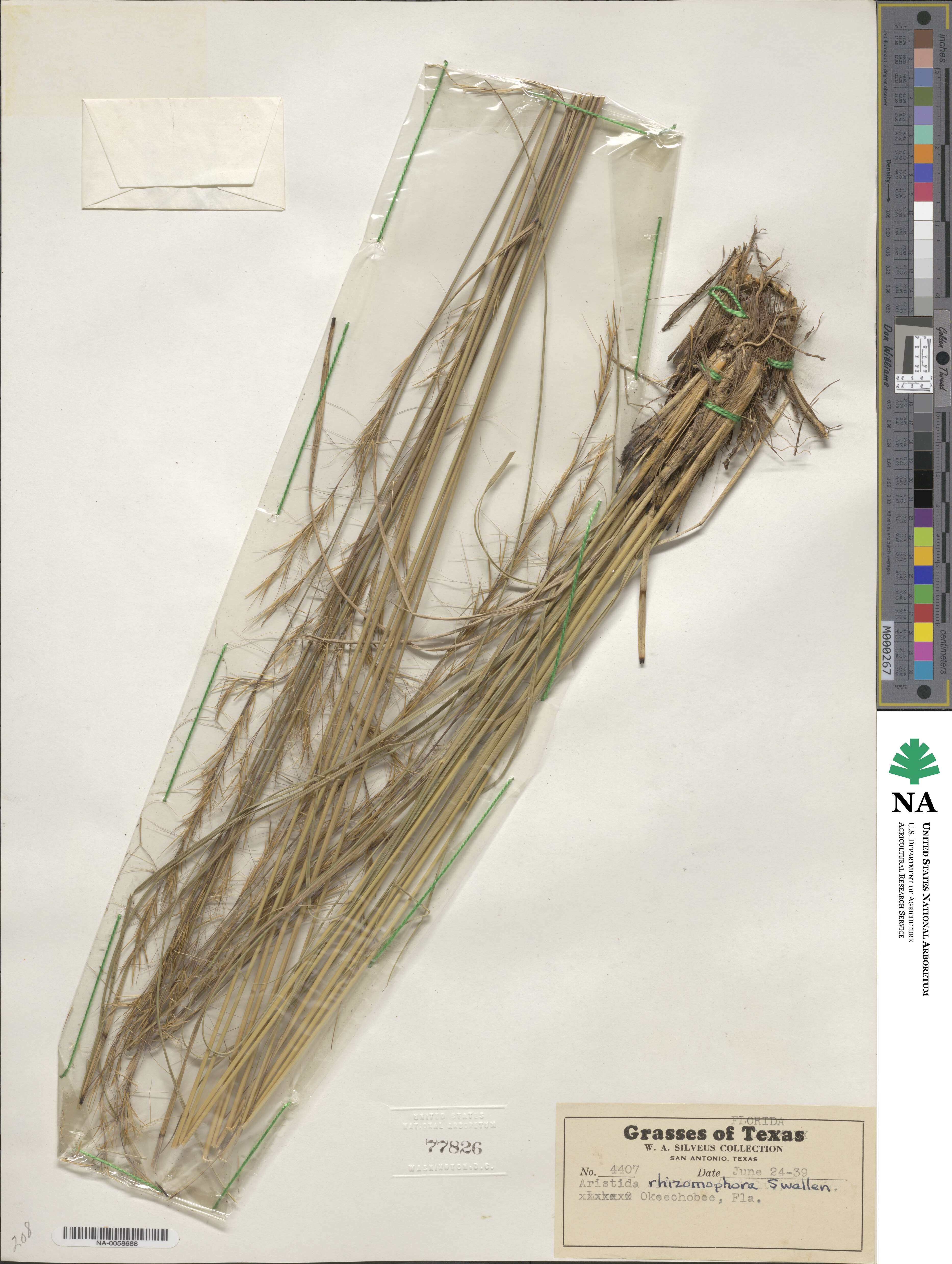 Aristida rhizomophora image