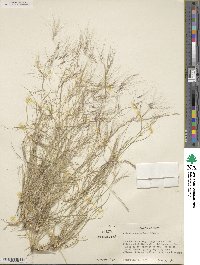 Aristida purpurea image