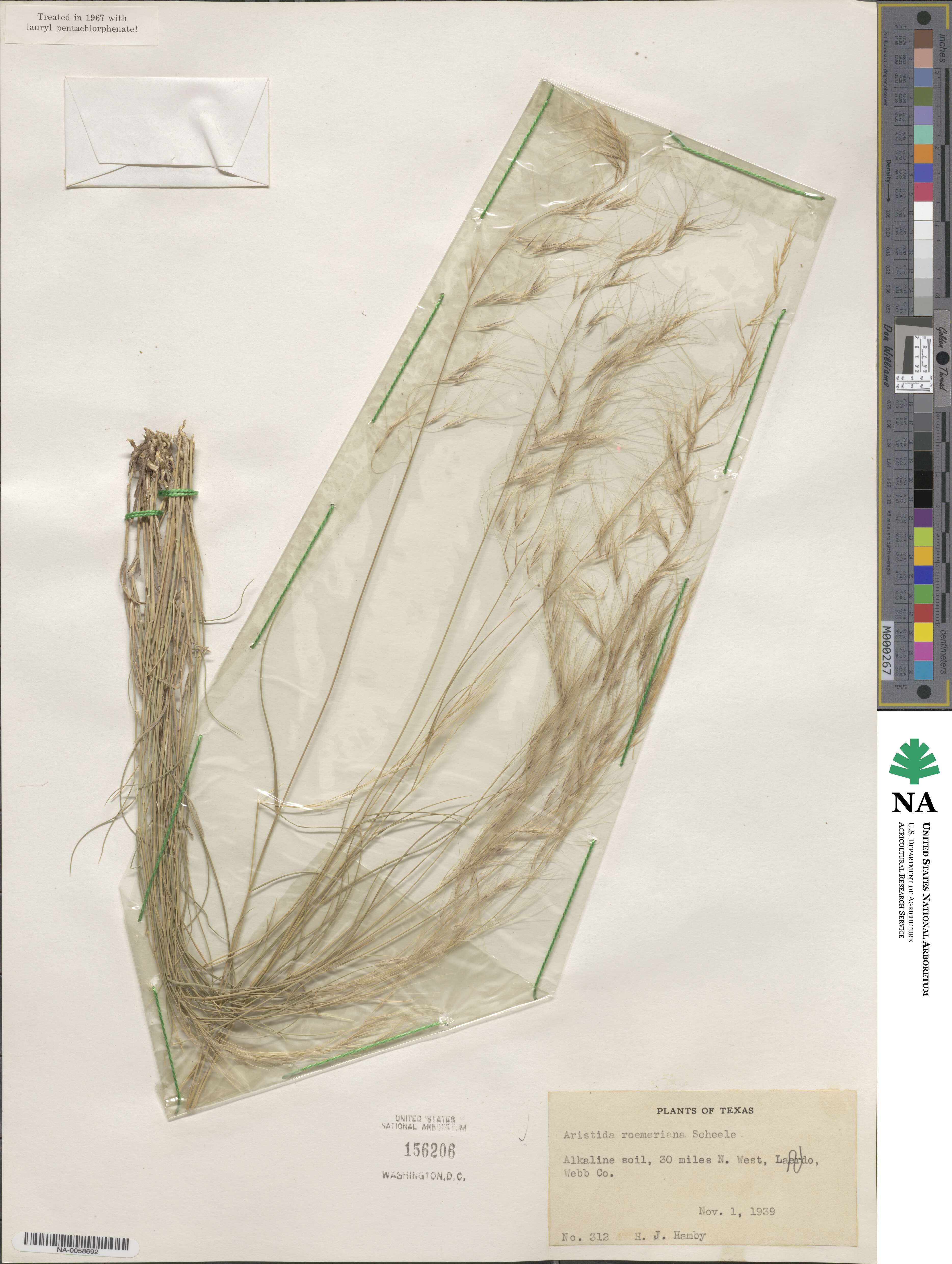 Aristida purpurea image