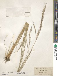 Aristida ternipes image