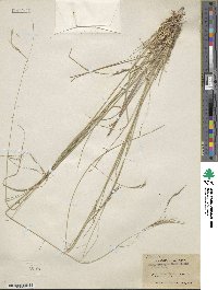 Aristida schiedeana image