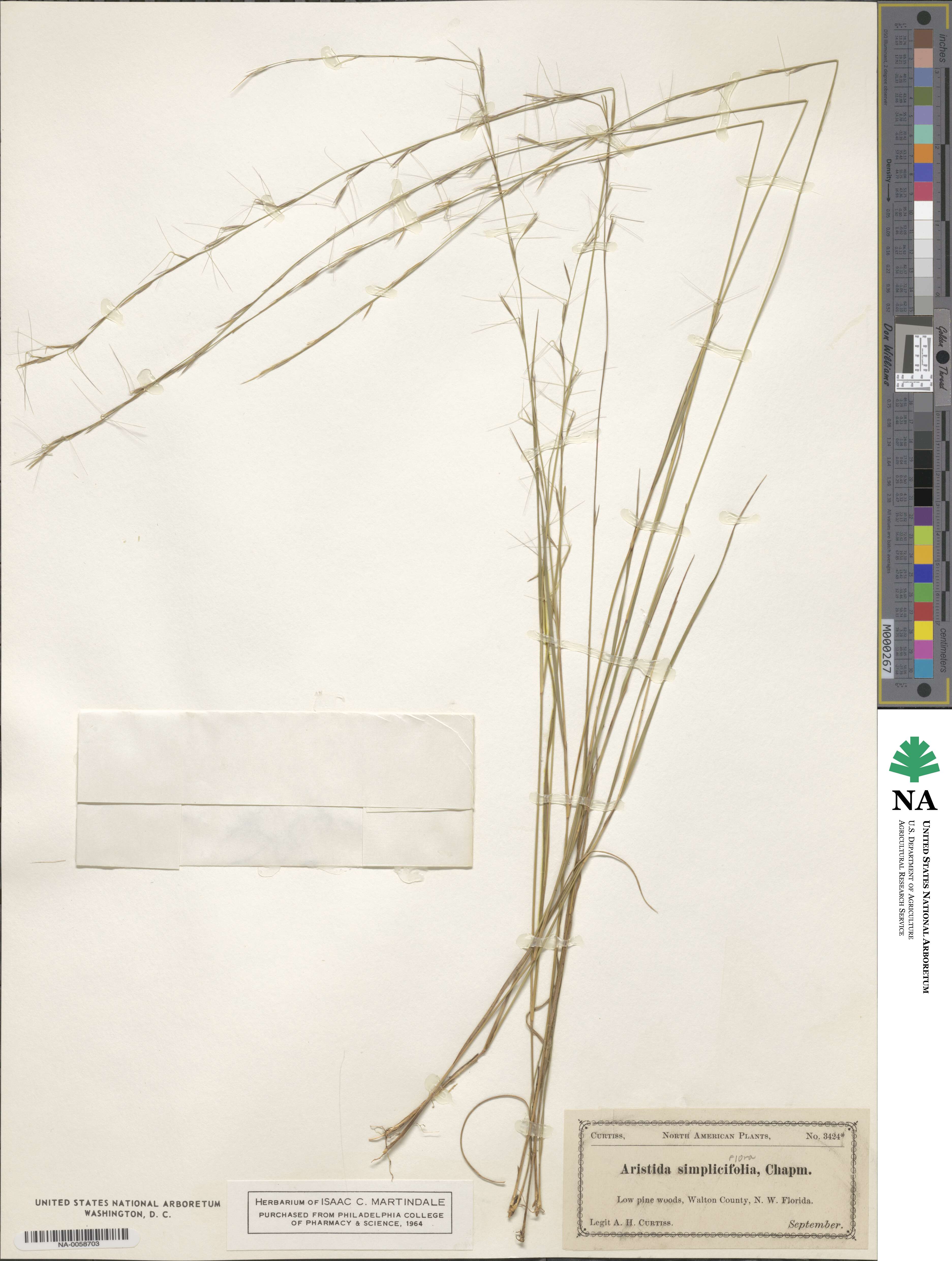Aristida simpliciflora image