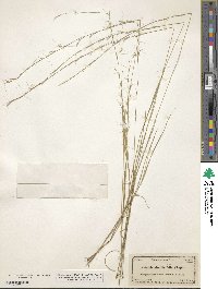 Aristida simpliciflora image