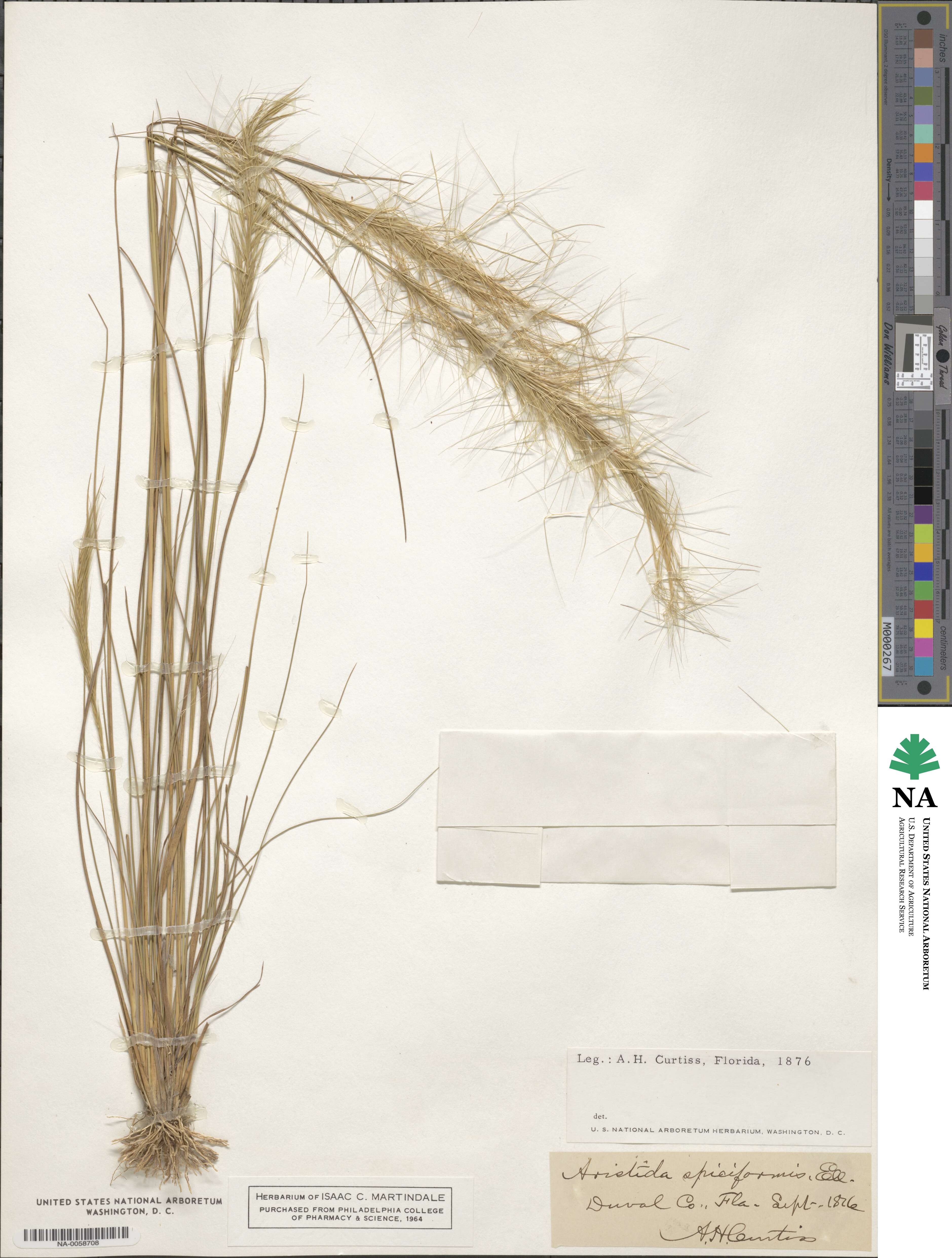 Aristida spiciformis image