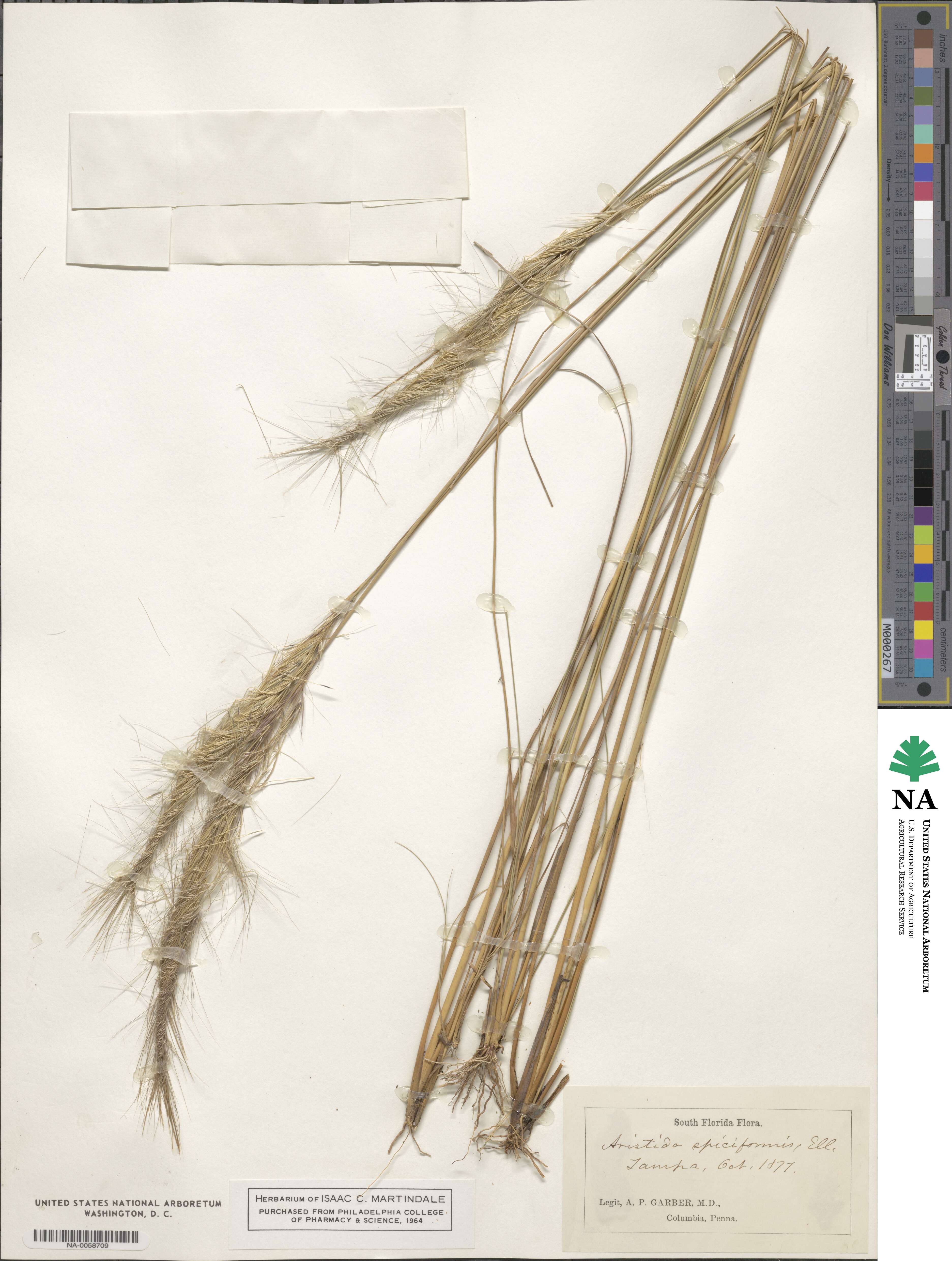 Aristida spiciformis image