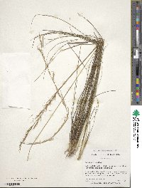 Aristida stricta image