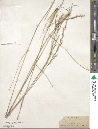 Aristida stricta image