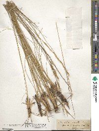 Aristida stricta image