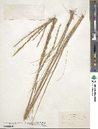 Aristida stricta image