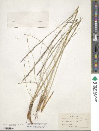 Aristida stricta image