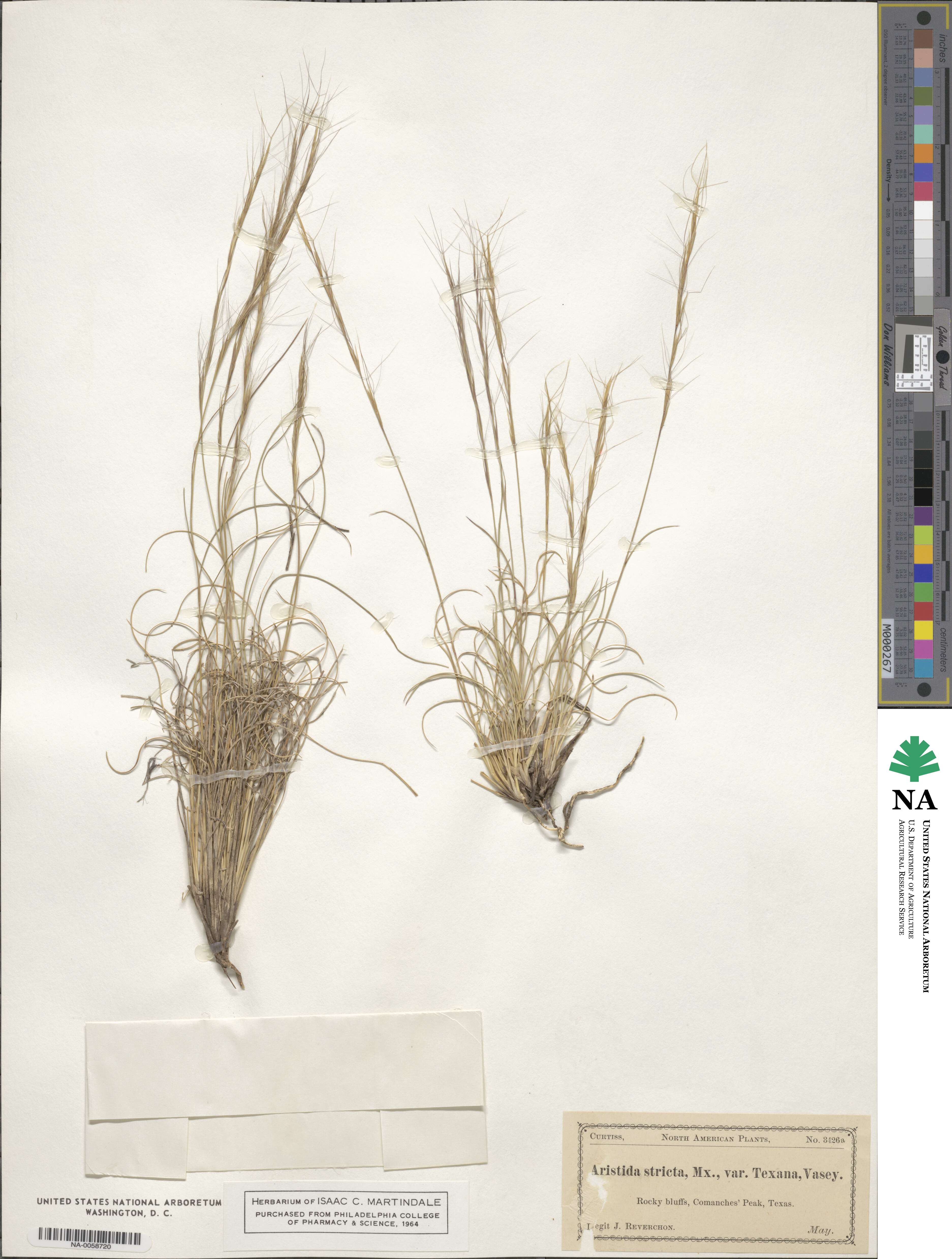 Aristida stricta image