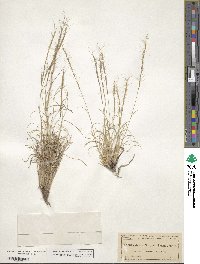 Aristida stricta image